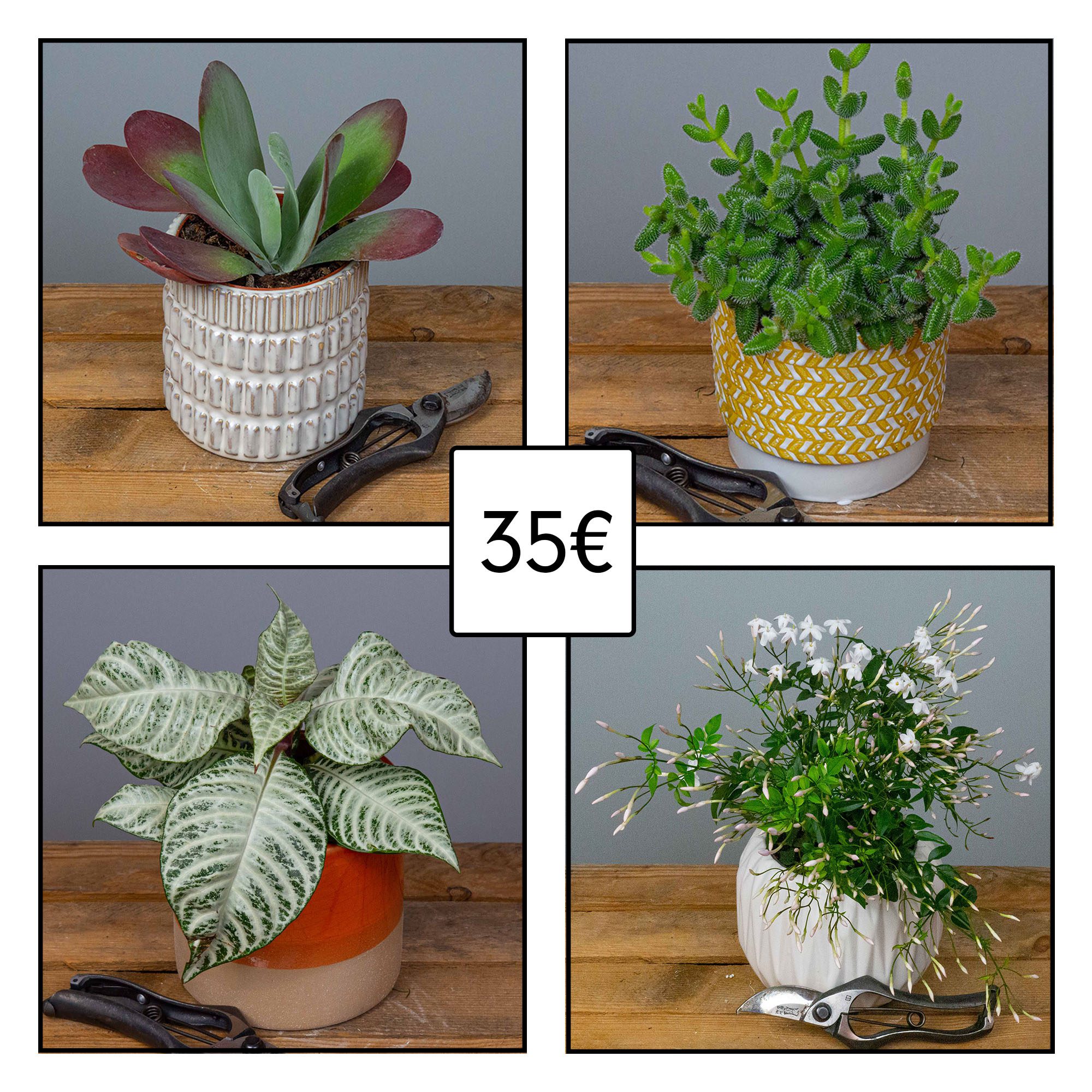 plante-verte-surprise-35-euros