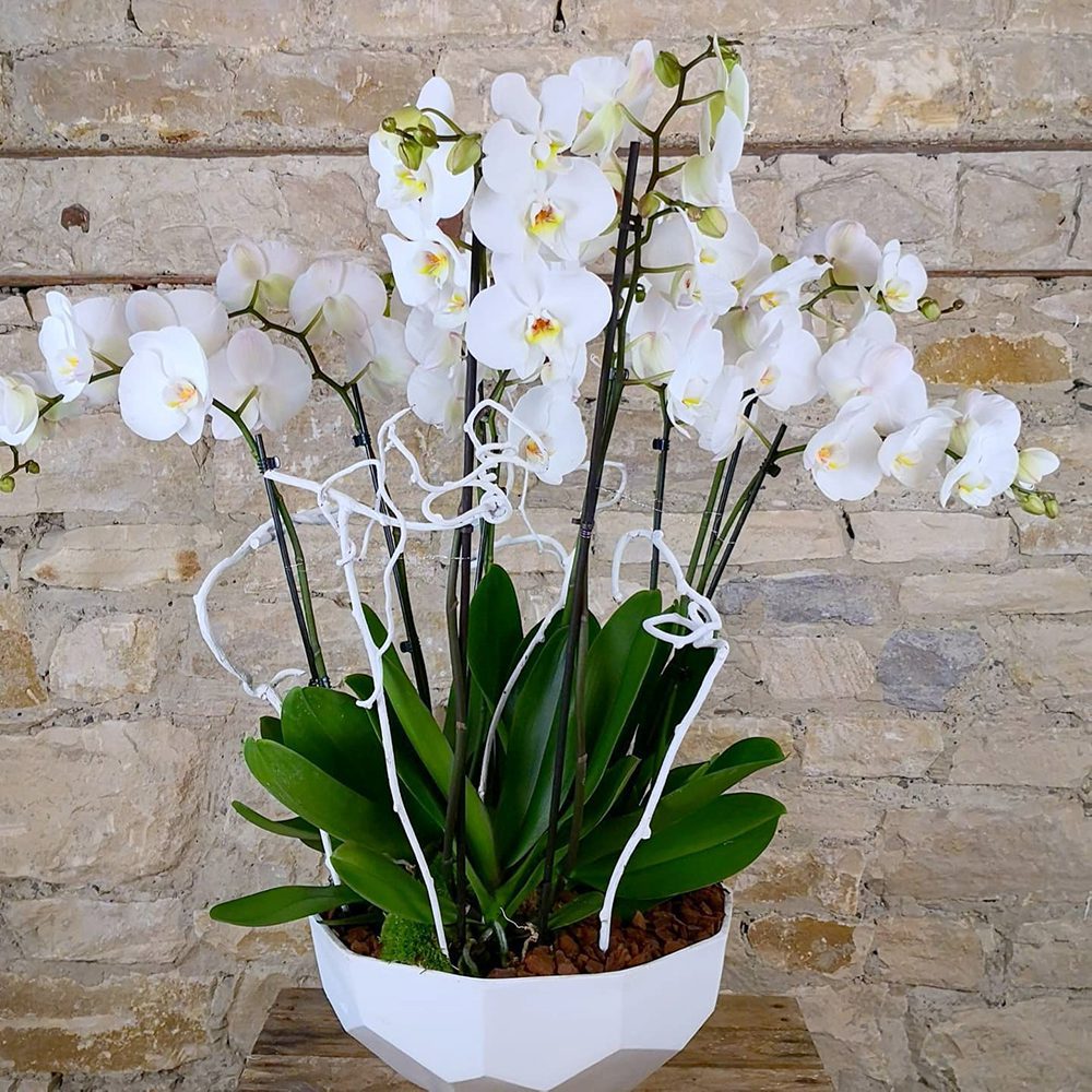 coupe-orchidees-blanches-atelier-lavarenne-fleuriste-lyon