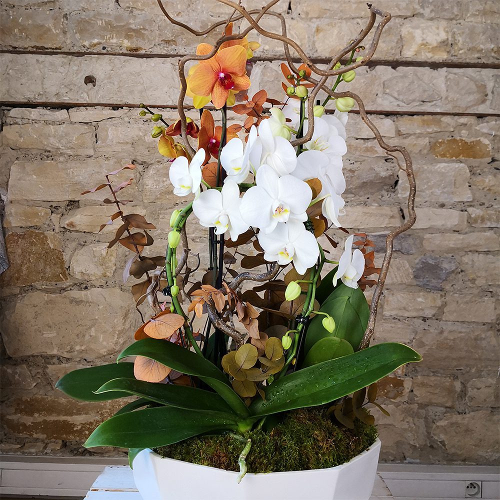 coupes-orchidees-phalénopsis-colorees-atelier-lavarenne-fleuriste-lyon
