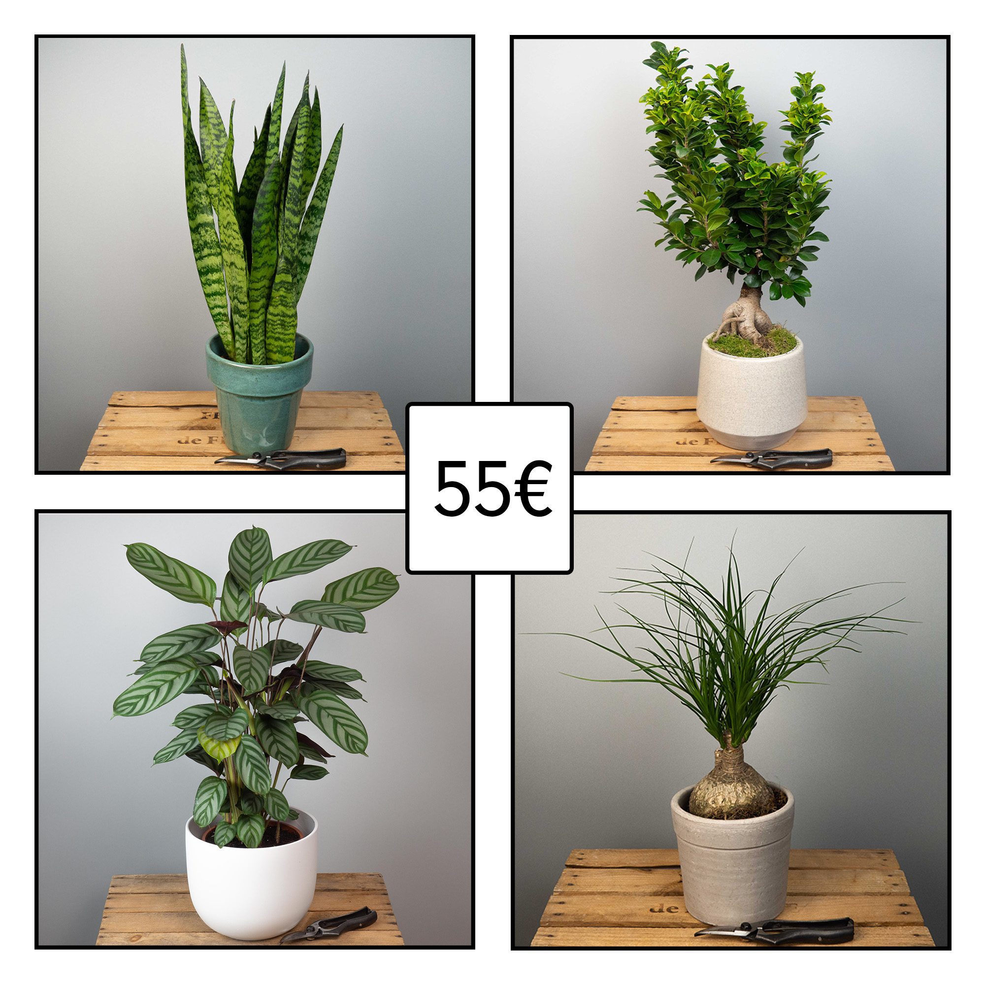 plante-verte-surprise-55€-atelier-lavarenne-fleuriste-lyon