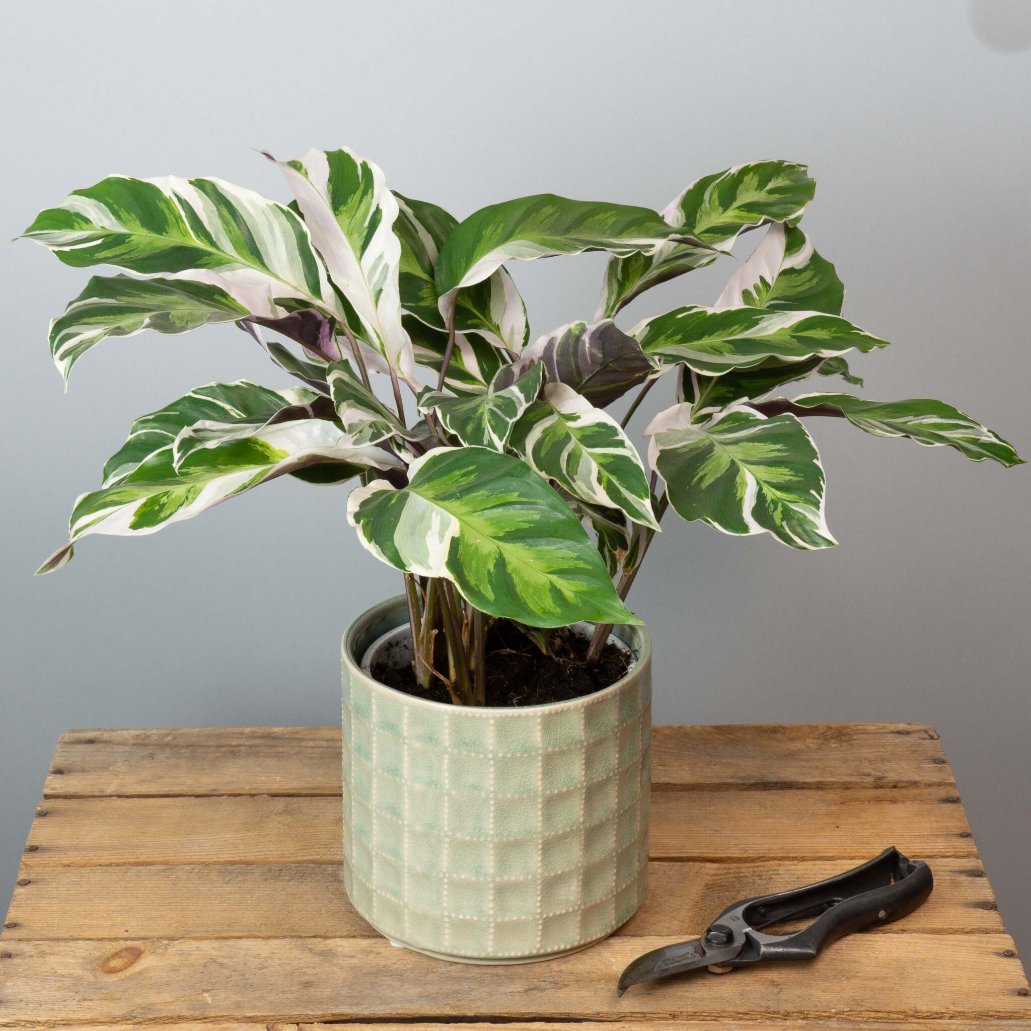 plante-verte-surprise-65-euros-atelier-lavarenne-fleuriste-lyon-4