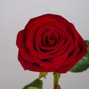 la rose la fleur la plus populaire