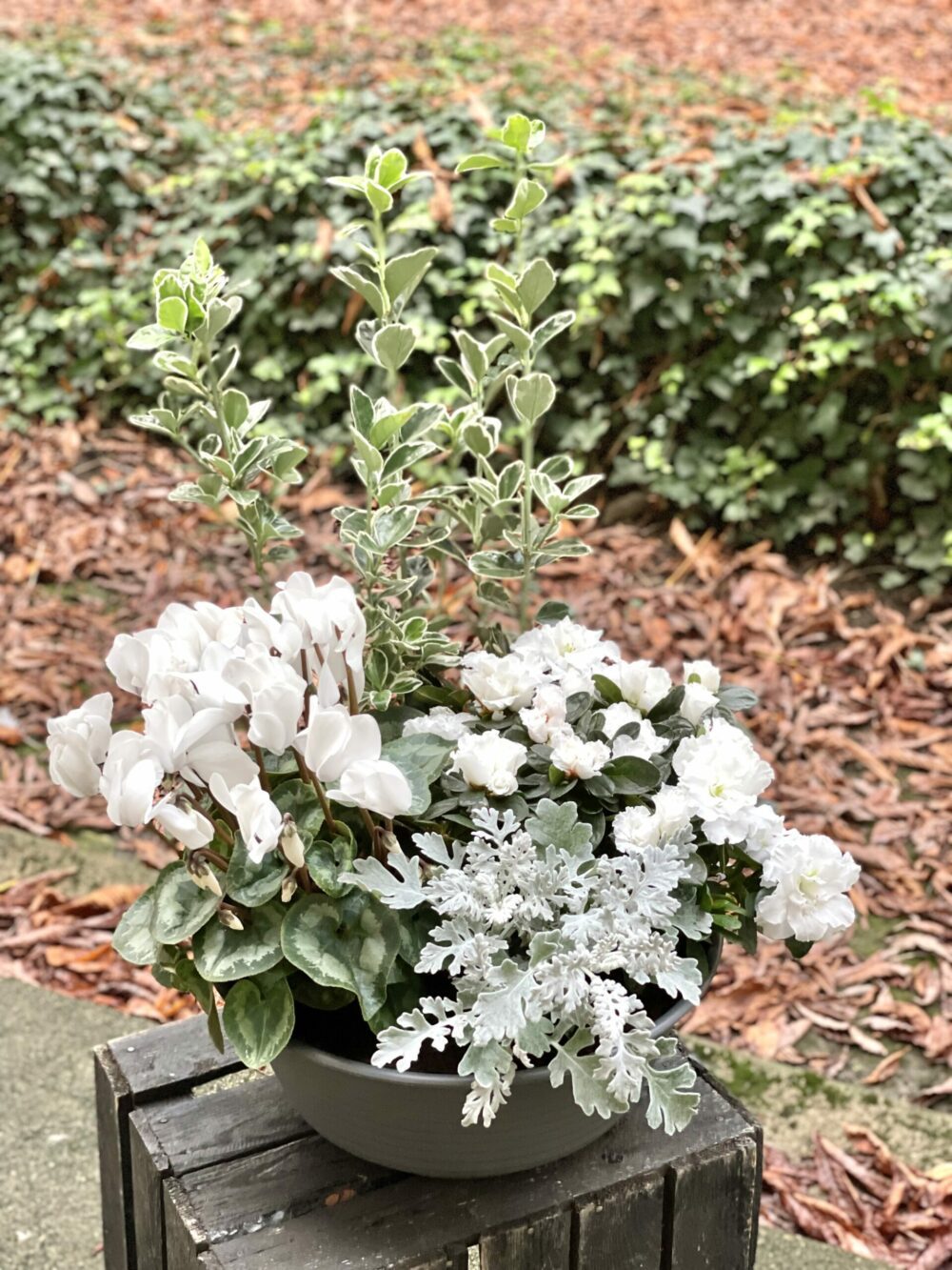 Coupe de plantes cimetière