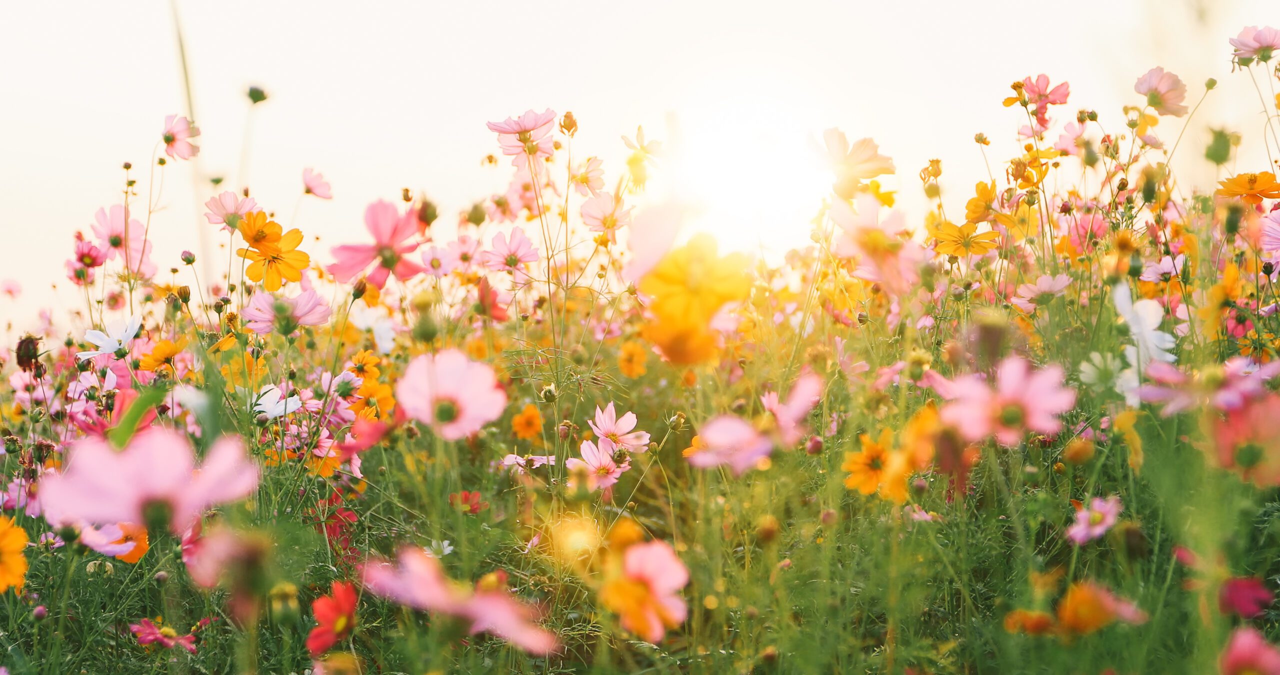 champ de fleurs au soleil