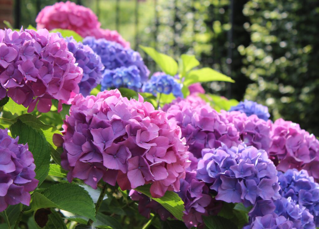 hortensia