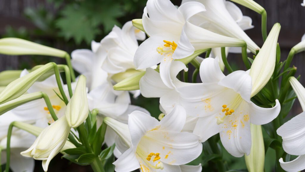 Lys fleurs populaires