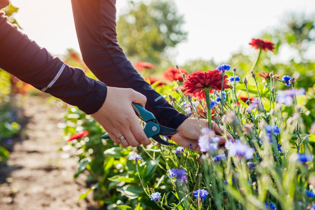 Les plus belles fleurs de jardin pour un bouquet d'été