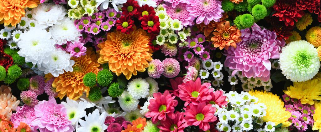 Fond de mur de fleurs avec un incroyable rouge, orange, rose, violet, vert