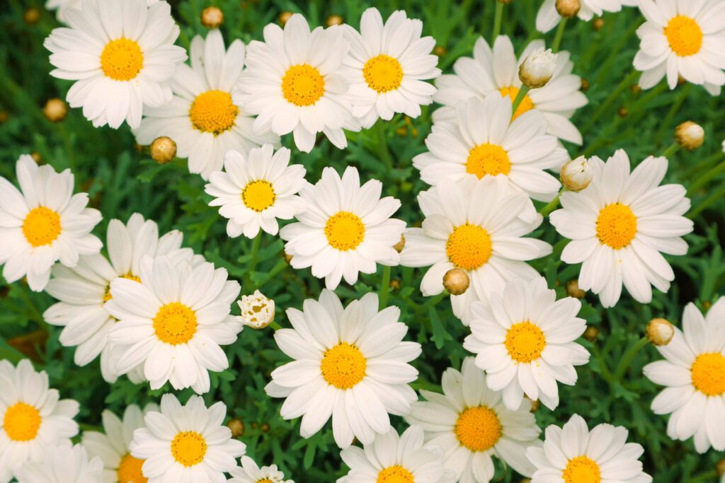 marguerite fleur populaire