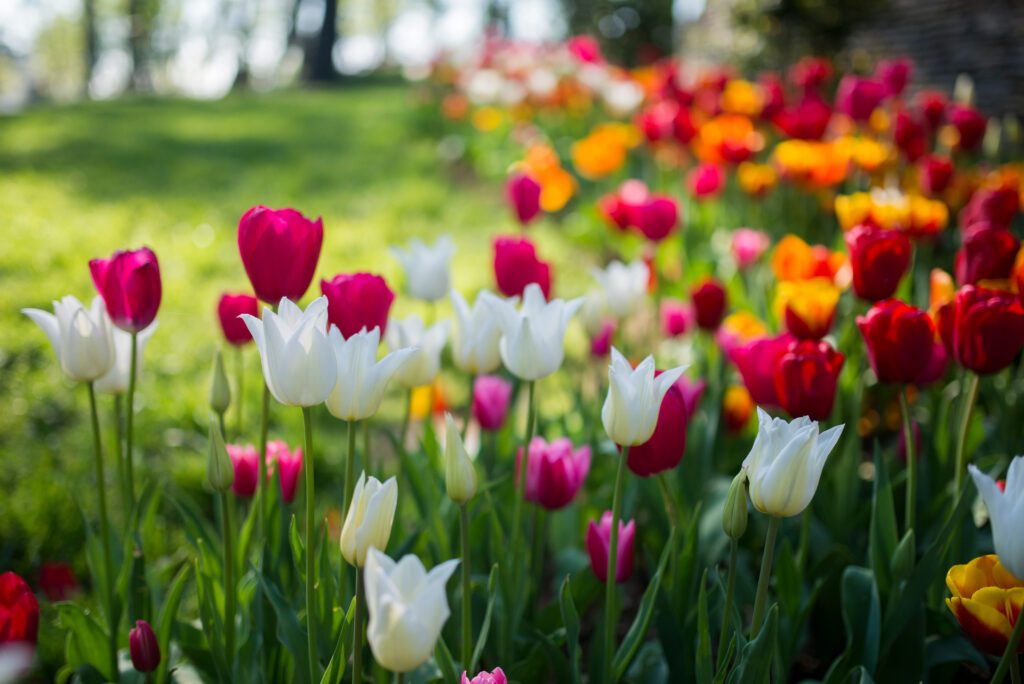 tulipes fleurs populaires