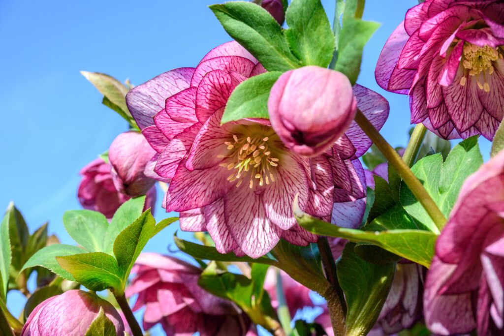 Hellébore fleurs roses