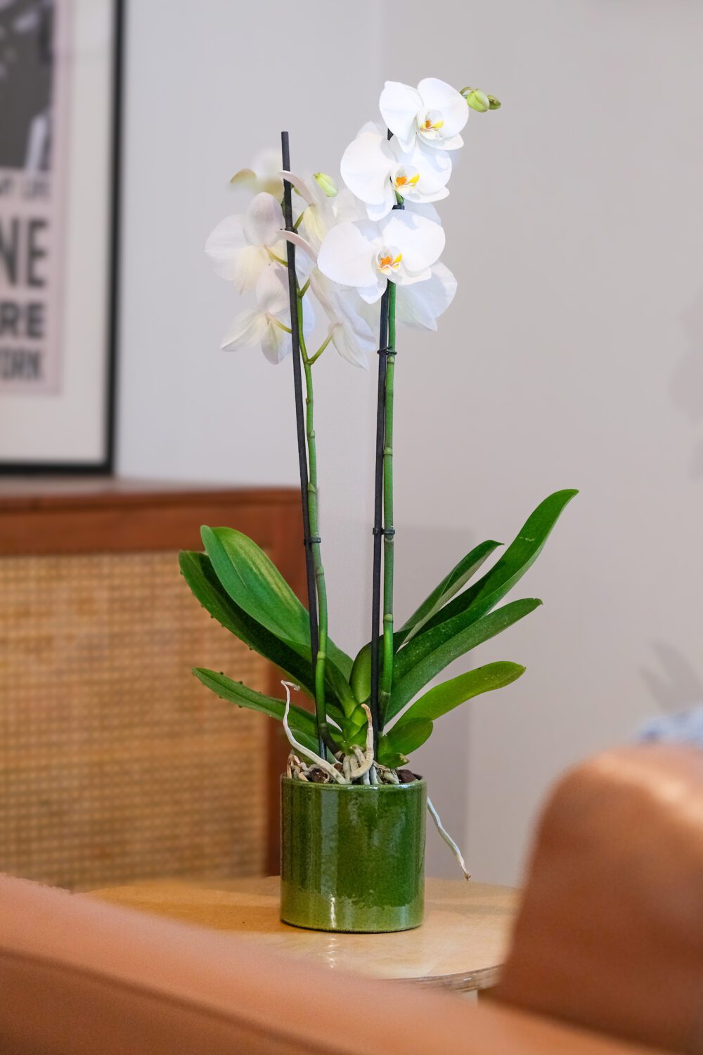orchidée blanche en pot céramique sur table basse