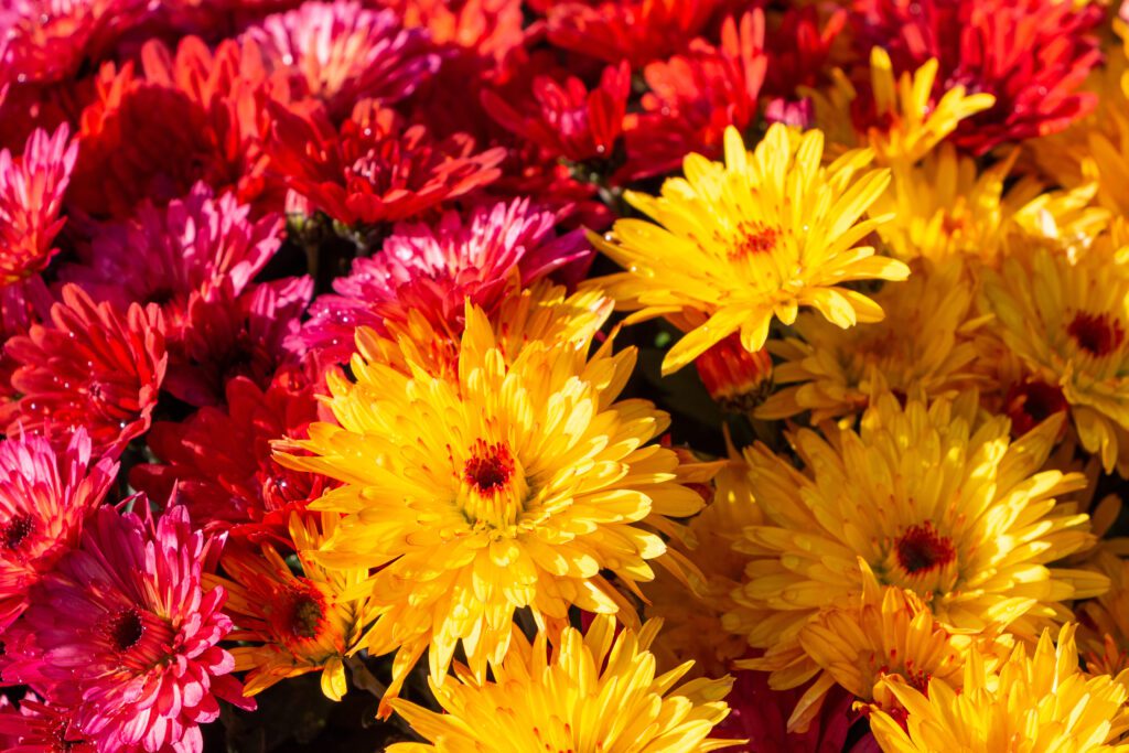 chrysanthèmes jaunes et rouges