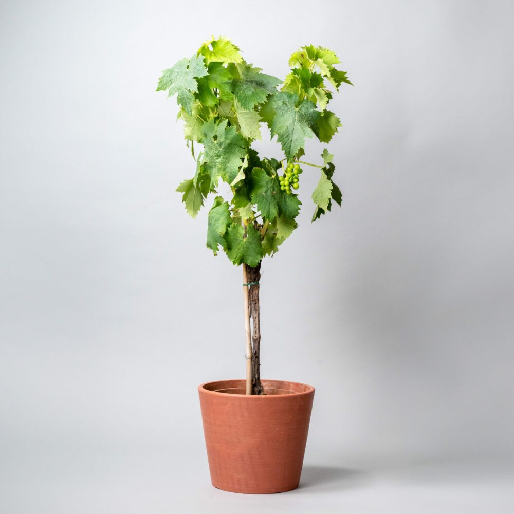 pied de vigne en pot