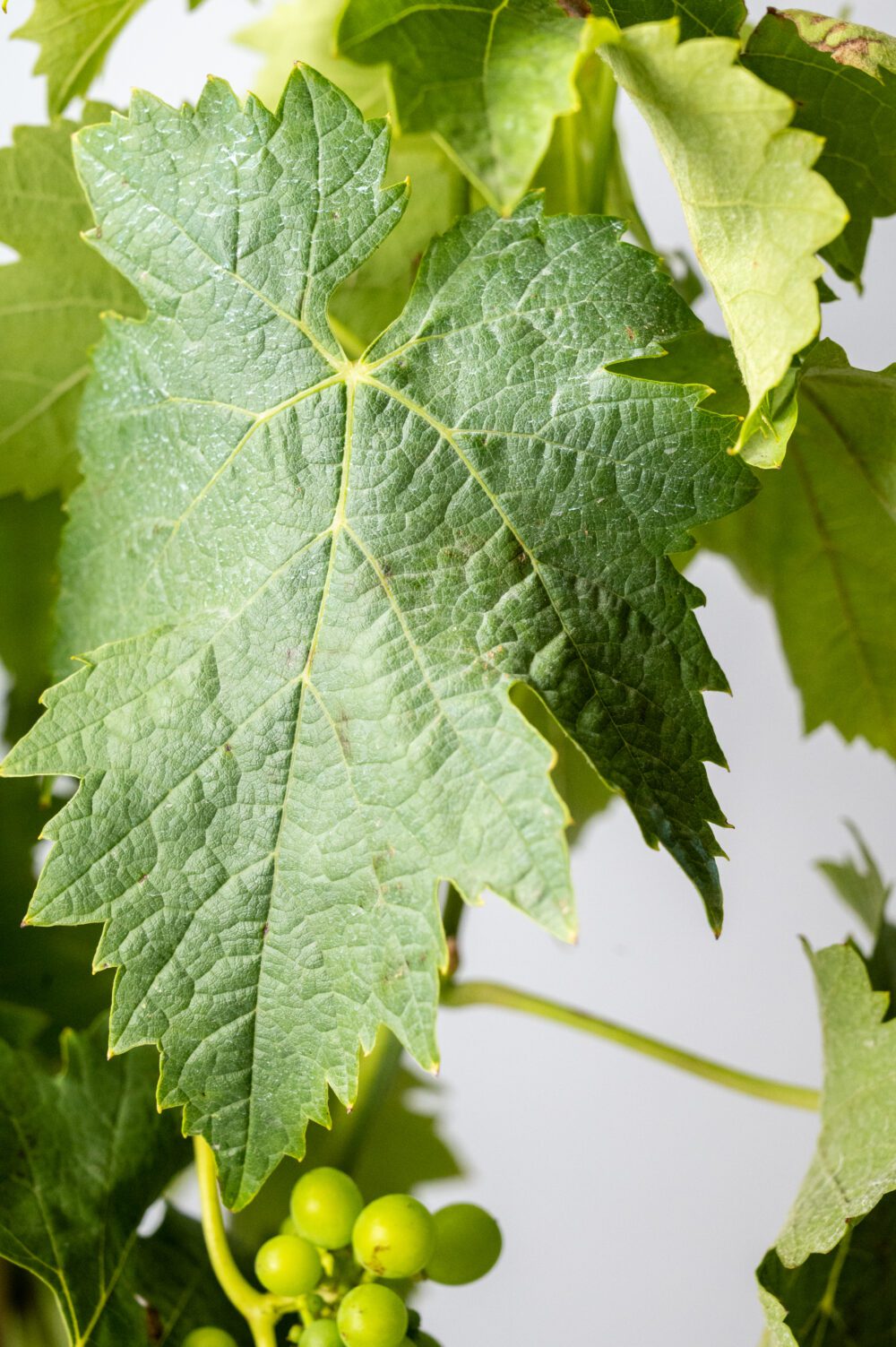 Ou Acheter Des Feuilles De Vigne