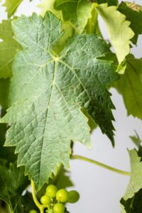 grape et feuille de vigne