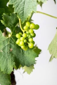grape et feuille de vigne
