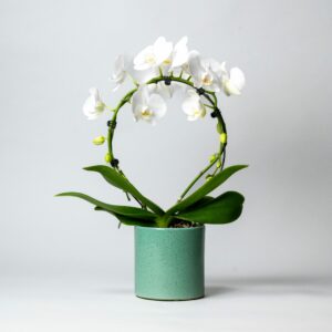 Orchidée blanche sur arceau