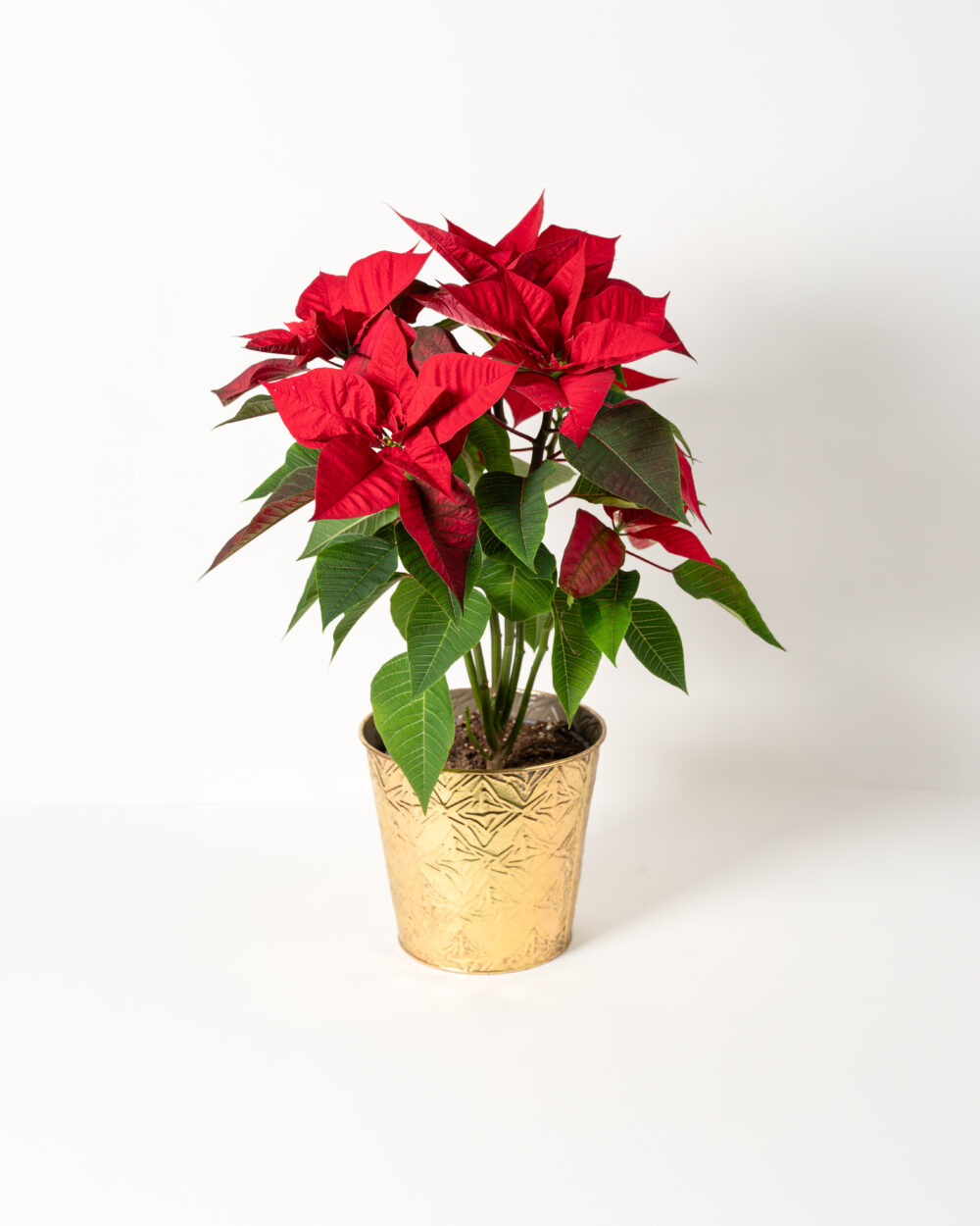 Un poinsettia vibrant avec des feuilles rouges éclatantes et des feuilles vertes contrastantes, placé dans un pot doré orné de motifs gravés