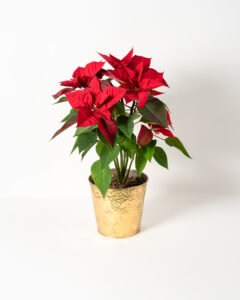 Un poinsettia vibrant avec des feuilles rouges éclatantes et des feuilles vertes contrastantes, placé dans un pot doré orné de motifs gravés