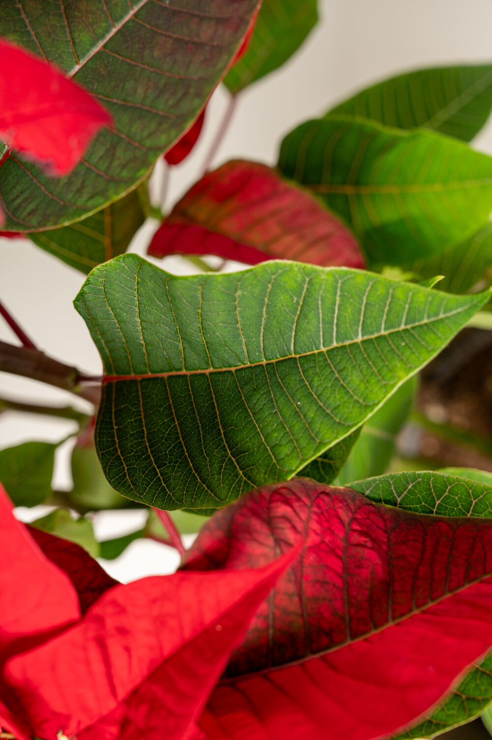 Un gros plan détaillé montrant la texture des feuilles rouges et vertes d’un poinsettia, avec des nervures bien définies