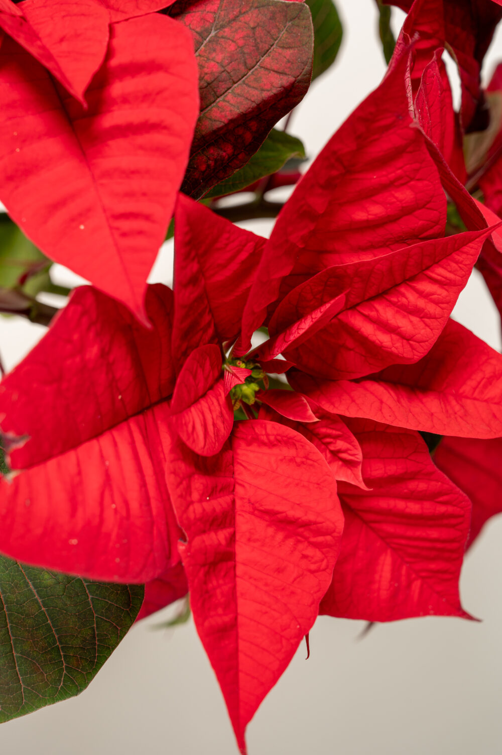 Vue rapprochée des feuilles rouges du poinsettia, mettant en valeur leur texture froissée et leur couleur intense