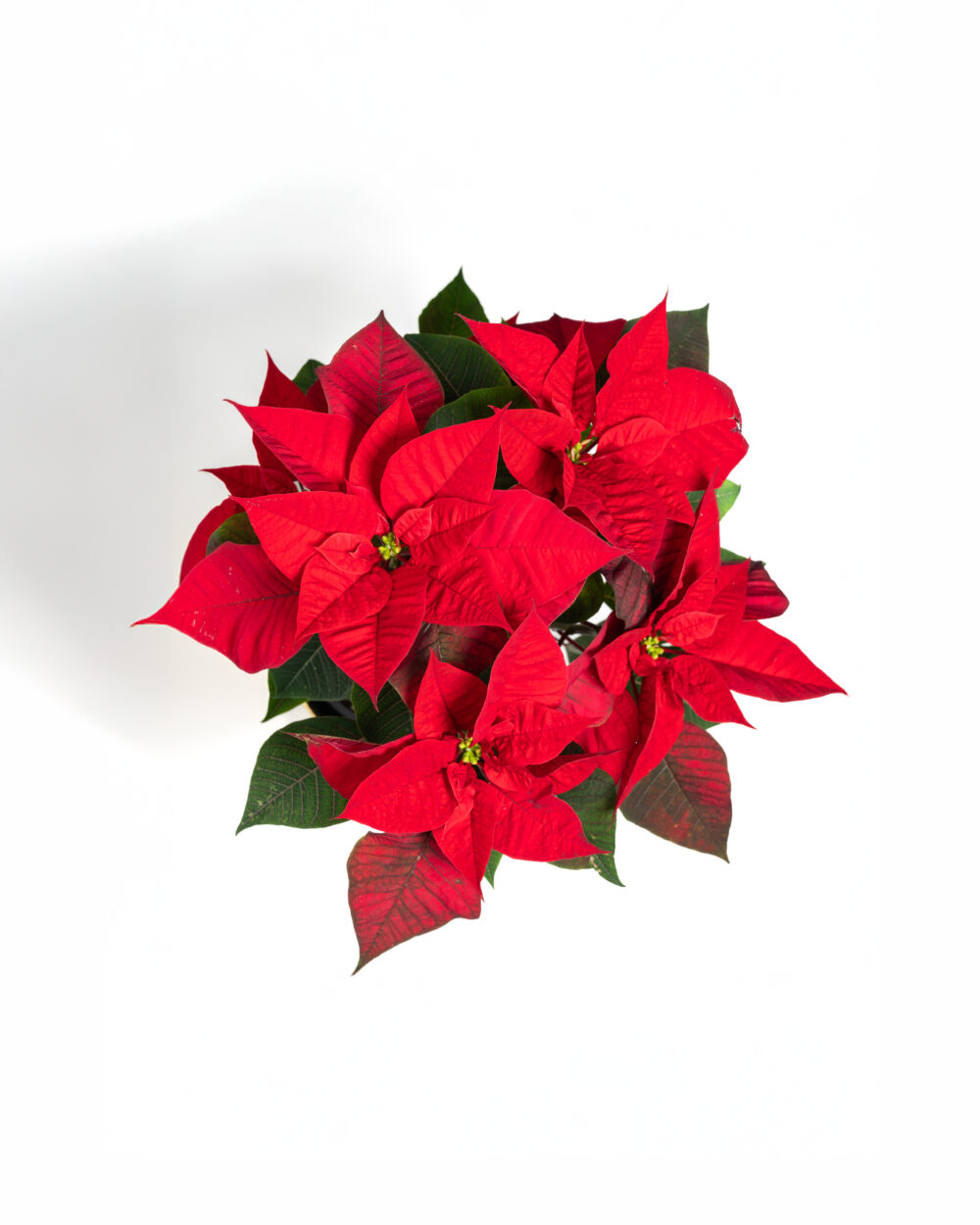 Vue aérienne d’un poinsettia, montrant un arrangement dense de feuilles rouges en contraste avec des feuilles vertes en arrière-plan