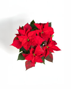 Vue aérienne d’un poinsettia, montrant un arrangement dense de feuilles rouges en contraste avec des feuilles vertes en arrière-plan